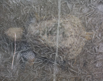 Turtle Under the Ice